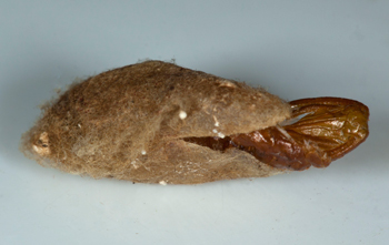 Neoalbertia constans eclosion